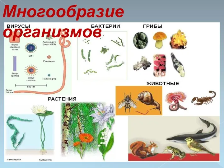 Многообразие организмов