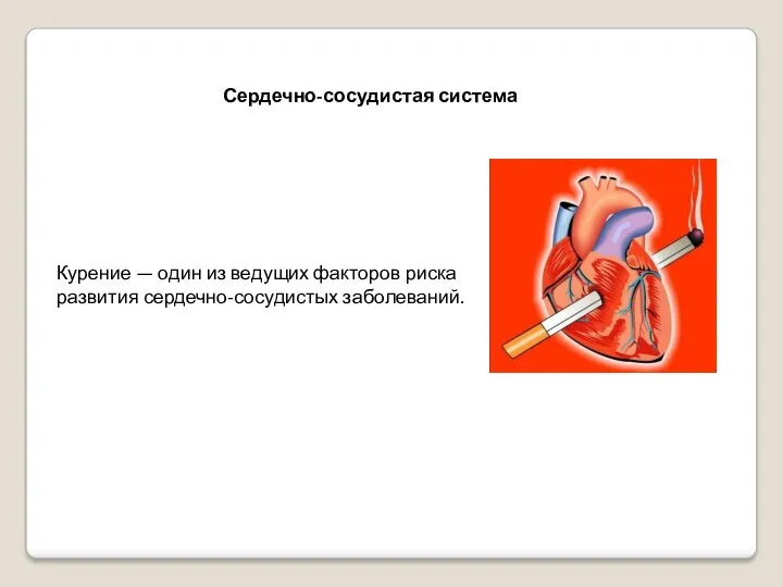 Сердечно-сосудистая система Курение — один из ведущих факторов риска развития сердечно-сосудистых заболеваний.