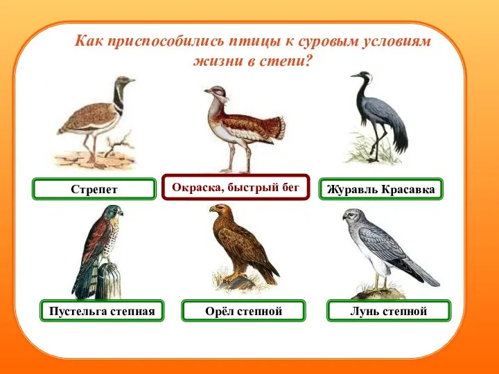 Пустельга степная Лунь степной Журавль Красавка Стрепет Как приспособились птицы к суровым условиям