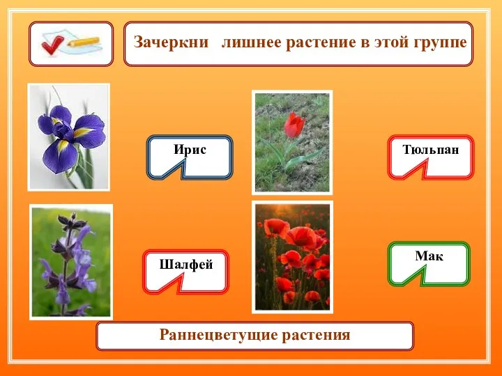 Зачеркни лишнее растение в этой группе Ирис Шалфей Тюльпан Мак Раннецветущие растения