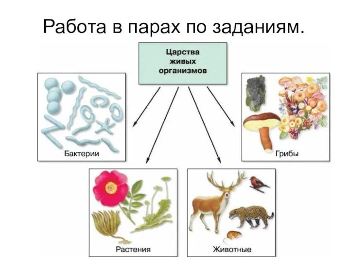 Работа в парах по заданиям.