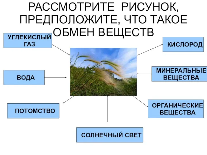 РАССМОТРИТЕ РИСУНОК, ПРЕДПОЛОЖИТЕ, ЧТО ТАКОЕ ОБМЕН ВЕЩЕСТВ УГЛЕКИСЛЫЙ ГАЗ ВОДА