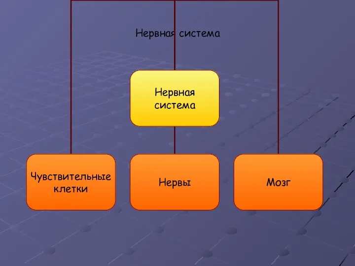 Нервная система