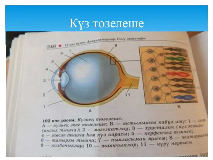 Күз төзелеше