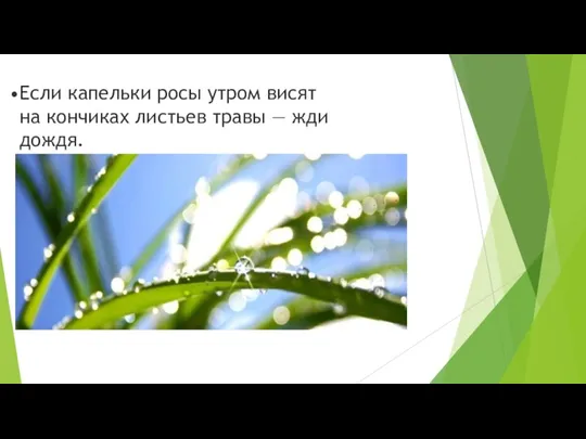 Если капельки росы утром висят на кончиках листьев травы — жди дождя.