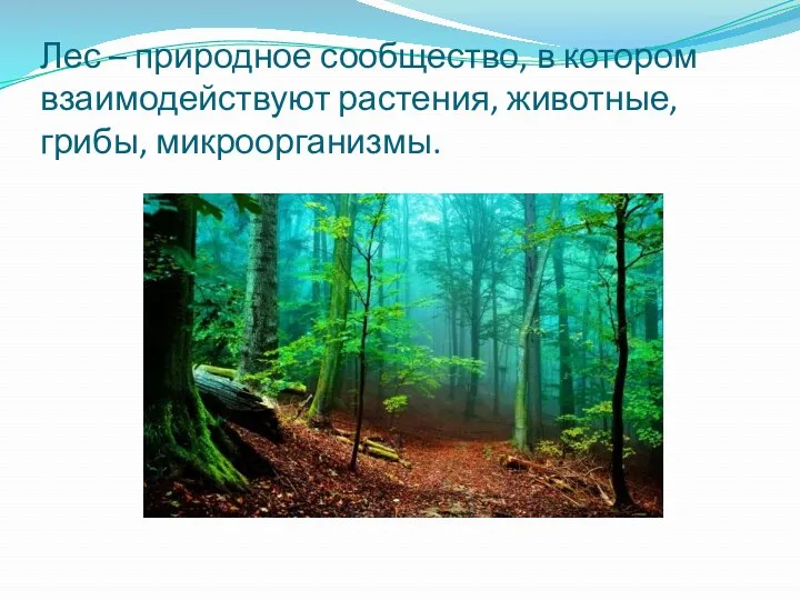 Лес – природное сообщество, в котором взаимодействуют растения, животные, грибы, микроорганизмы.