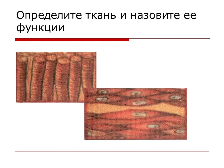 Определите ткань и назовите ее функции