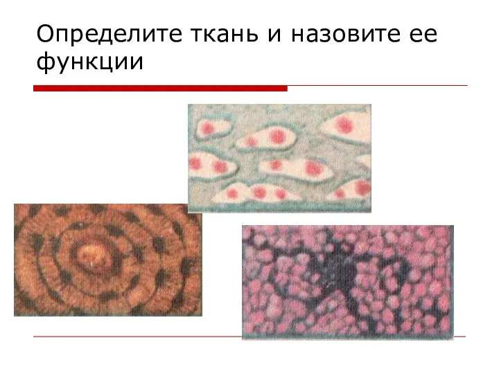 Определите ткань и назовите ее функции