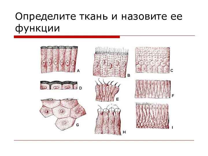 Определите ткань и назовите ее функции