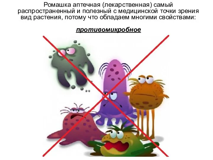 Ромашка аптечная (лекарственная) самый распространенный и полезный с медицинской точки зрения вид растения,