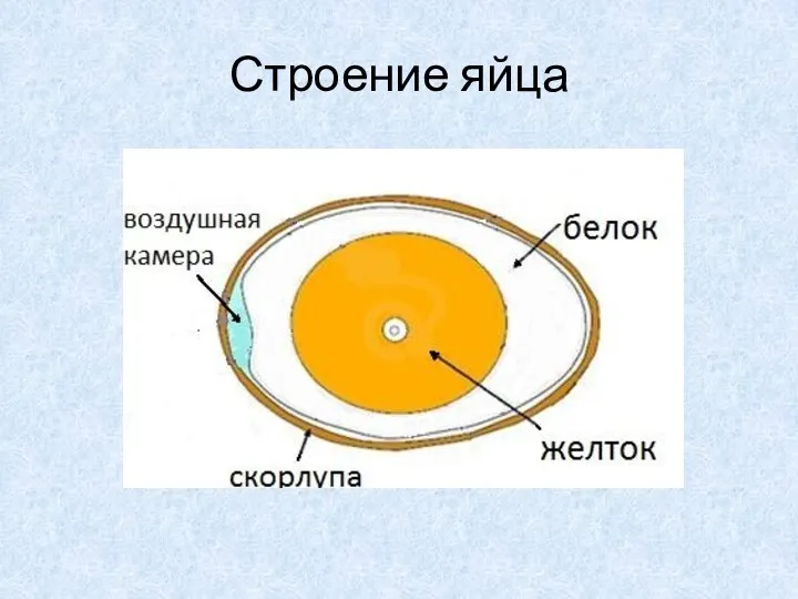 Строение яйца