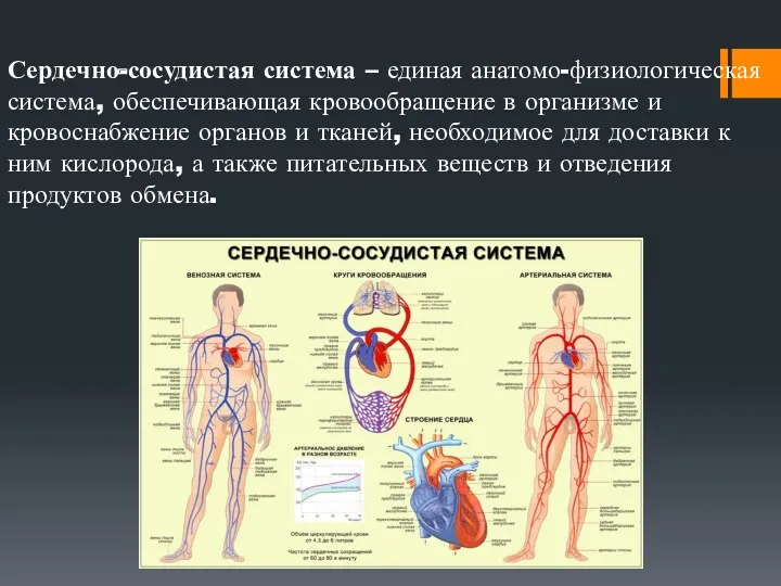 Сердечно-сосудистая система – единая анатомо-физиологическая система, обеспечивающая кровообращение в организме