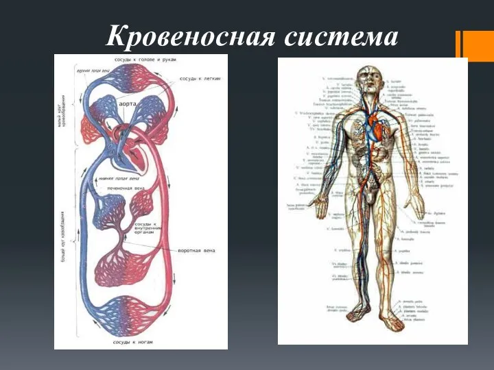 Кровеносная система