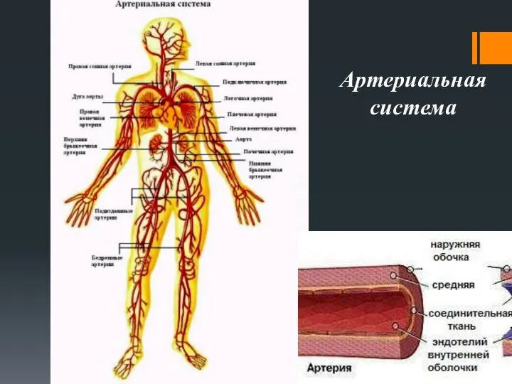 Артериальная система