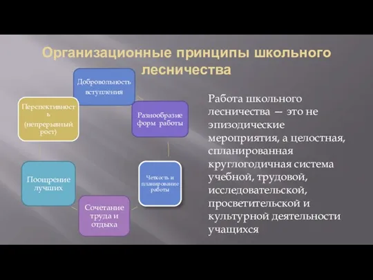 Организационные принципы школьного лесничества Работа школьного лесничества — это не