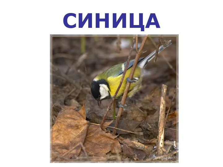 СИНИЦА