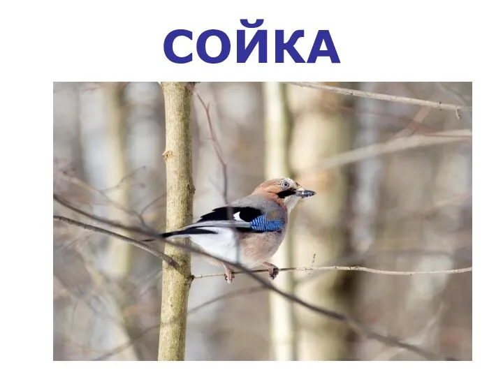 СОЙКА