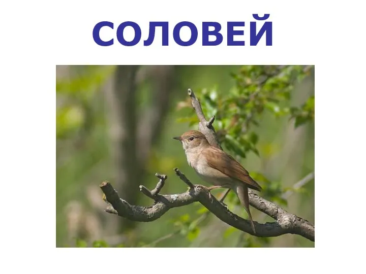 СОЛОВЕЙ