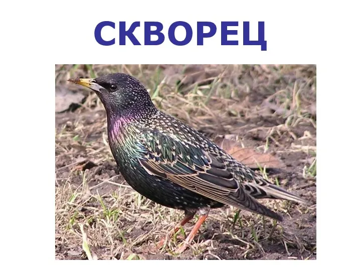 СКВОРЕЦ