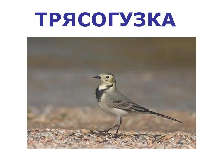 ТРЯСОГУЗКА