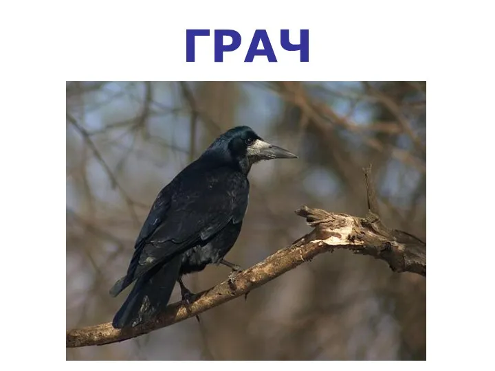 ГРАЧ