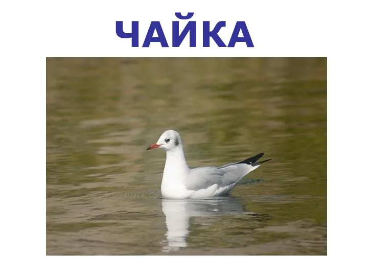 ЧАЙКА