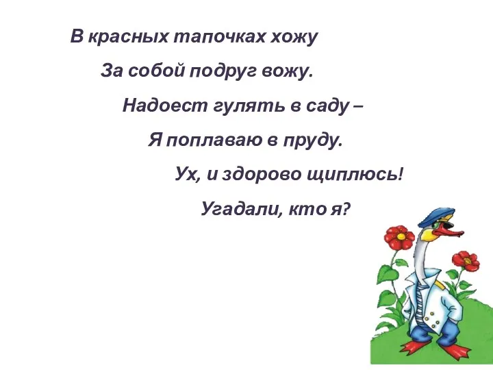 В красных тапочках хожу За собой подруг вожу. Надоест гулять