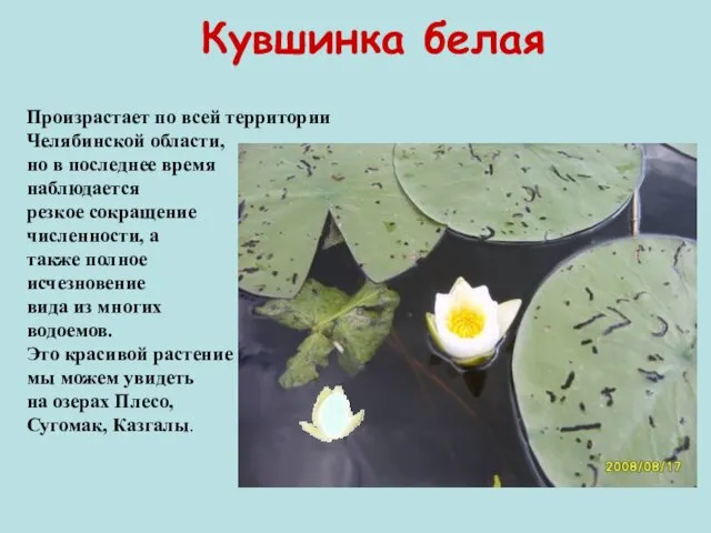 Кувшинка белая Произрастает по всей территории Челябинской области, но в
