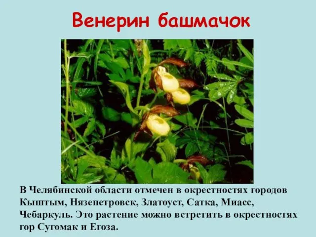 Венерин башмачок В Челябинской области отмечен в окрестностях городов Кыштым,