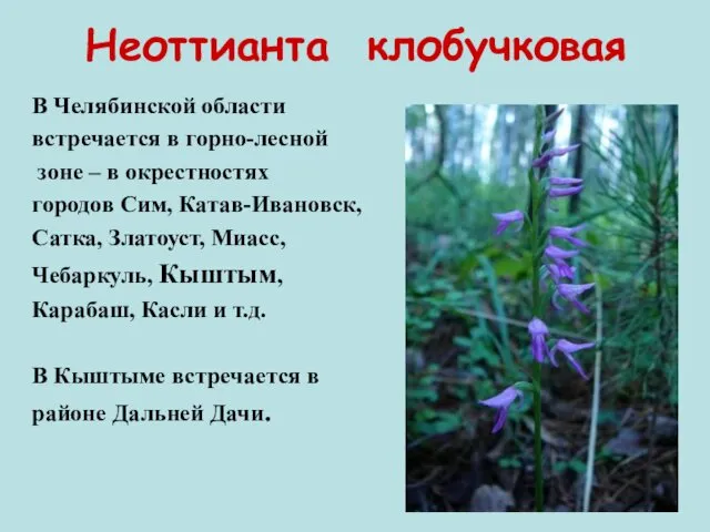 Неоттианта клобучковая В Челябинской области встречается в горно-лесной зоне –