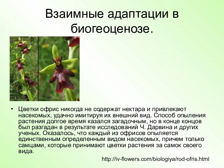 Взаимные адаптации в биогеоценозе. Цветки офрис никогда не содержат нектара
