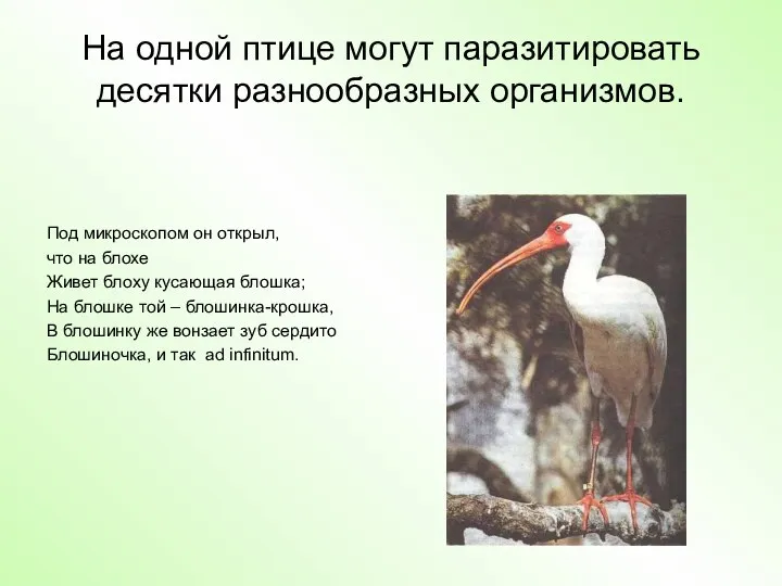 На одной птице могут паразитировать десятки разнообразных организмов. Под микроскопом