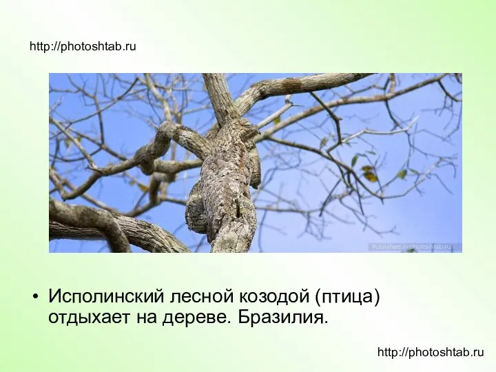 http://photoshtab.ru Исполинский лесной козодой (птица) отдыхает на дереве. Бразилия. http://photoshtab.ru