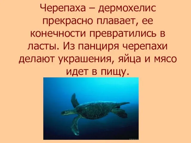 Черепаха – дермохелис прекрасно плавает, ее конечности превратились в ласты. Из панциря черепахи