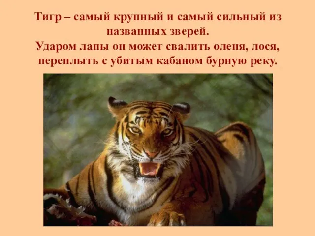 Тигр – самый крупный и самый сильный из названных зверей. Ударом лапы он