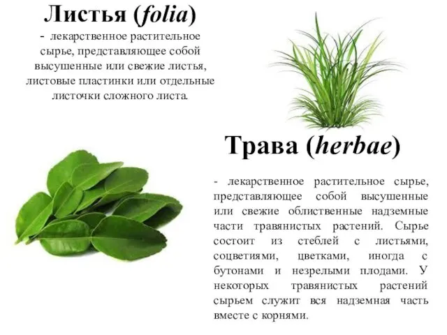 Листья (folia) - лекарственное растительное сырье, представляющее собой высушенные или