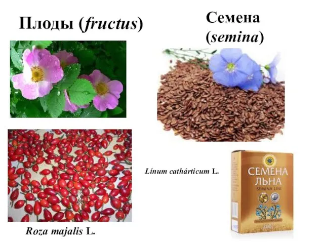 Плоды (fructus) Семена (semina) Roza majalis L. Línum cathárticum L.