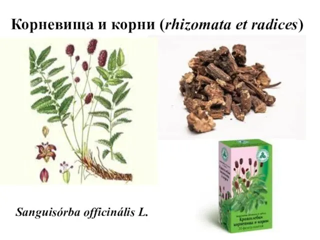Корневища и корни (rhizomata et radices) Sanguisórba officinális L.