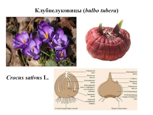 Клубнелуковицы (bulbo tubera) Crocus sativus L.