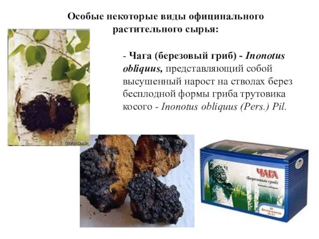 Особые некоторые виды официнального растительного сырья: - Чага (березовый гриб)