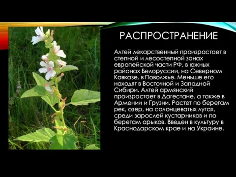 РАСПРОСТРАНЕНИЕ Алтей лекарственный произрастает в степной и лесостепной зонах европейской части РФ, в