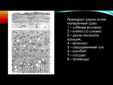 Препарат: корни алтея; поперечный срез 1 – лубяные волокна; 2 – клетки со