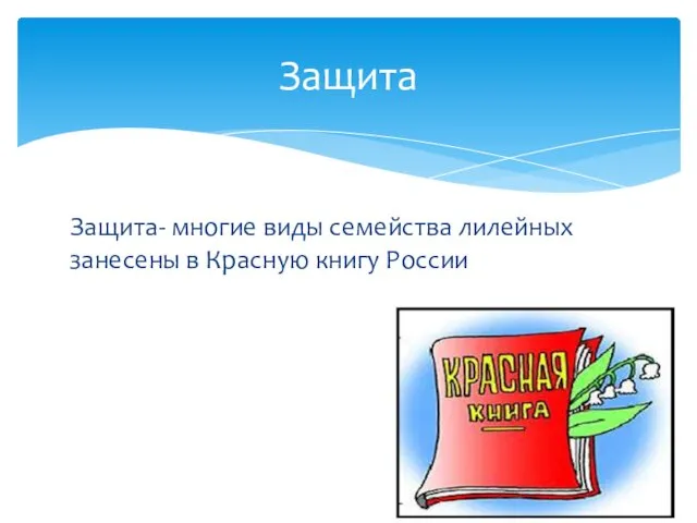 Защита- многие виды семейства лилейных занесены в Красную книгу России Защита