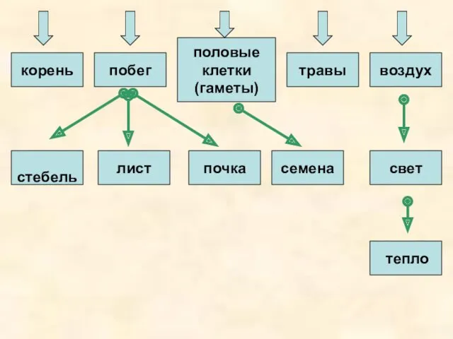 корень лист стебель травы побег половые клетки (гаметы) свет семена почка воздух тепло