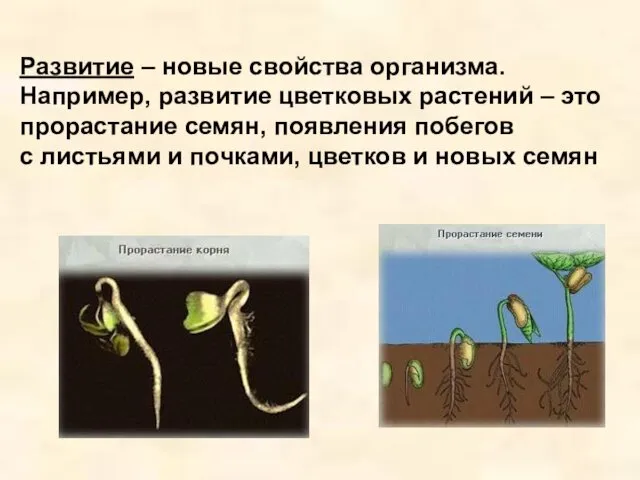 Развитие – новые свойства организма. Например, развитие цветковых растений –