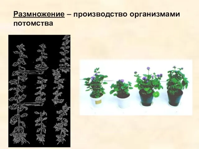 Размножение – производство организмами потомства