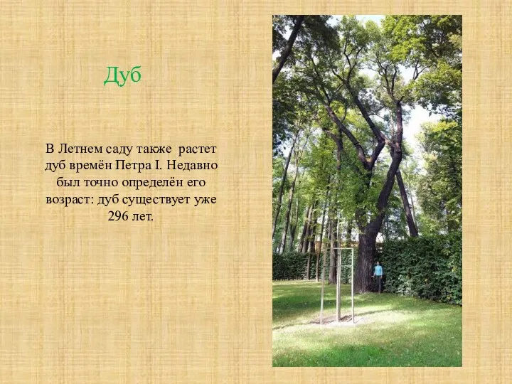 В Летнем саду также растет дуб времён Петра I. Недавно был точно определён