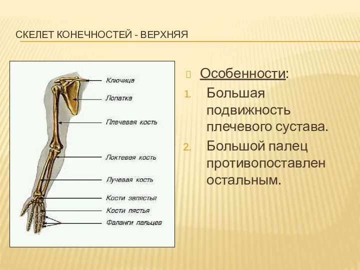 Скелет конечностей - верхняя Особенности: Большая подвижность плечевого сустава. Большой палец противопоставлен остальным.