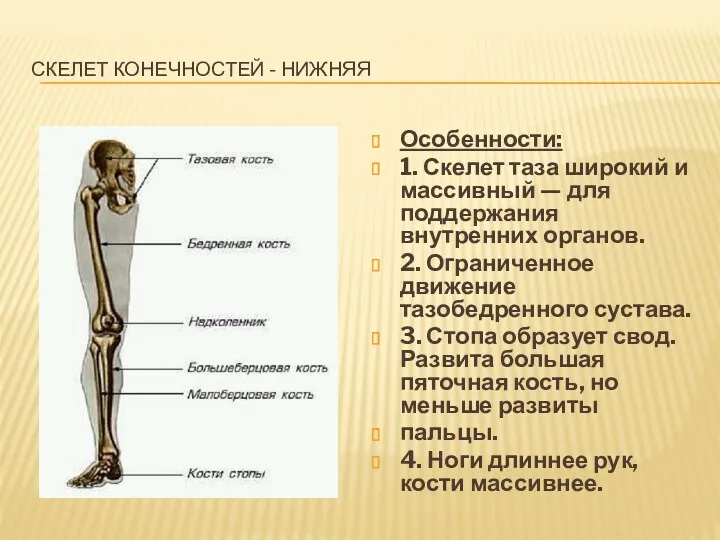 Скелет конечностей - нижняя Особенности: 1. Скелет таза широкий и