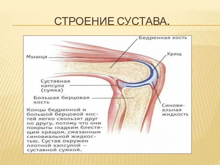 Строение сустава.